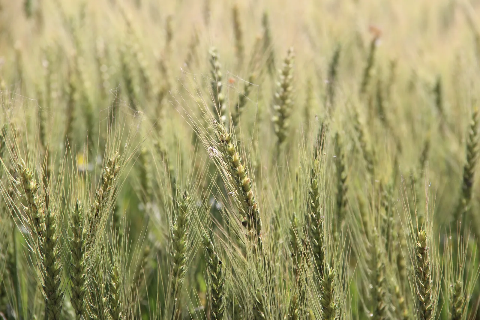 Green wheat fields in Punjab