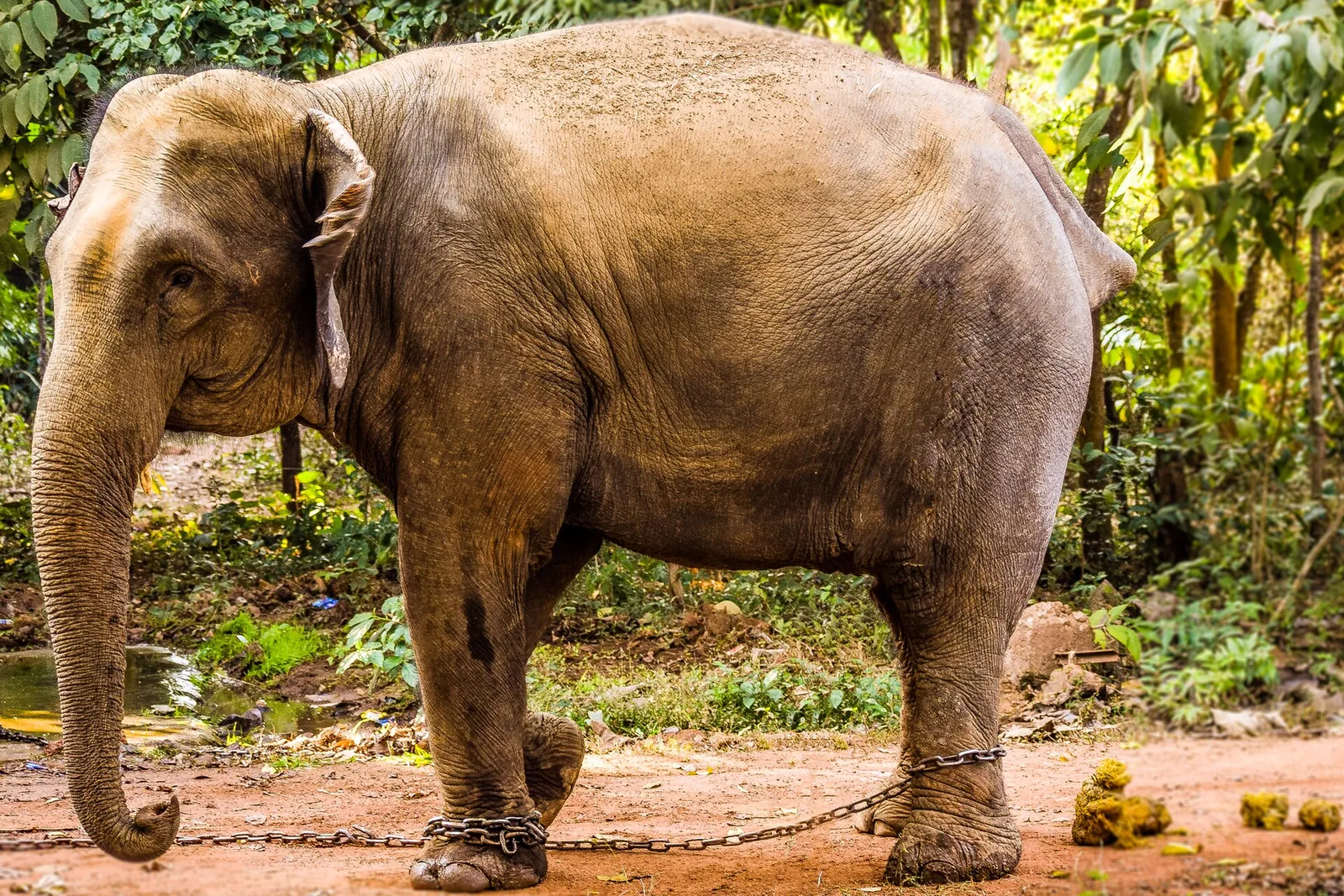 India's news agency reports that at least 24 people have been killed in separate incidents, in…: 2015 photograph of an Asian elephant inside Chandaka-Dampara Wildlife Sanctuary in Odisha, location associated with 1972 reports of elephant-related deaths; not a photograph of attacks or victims.