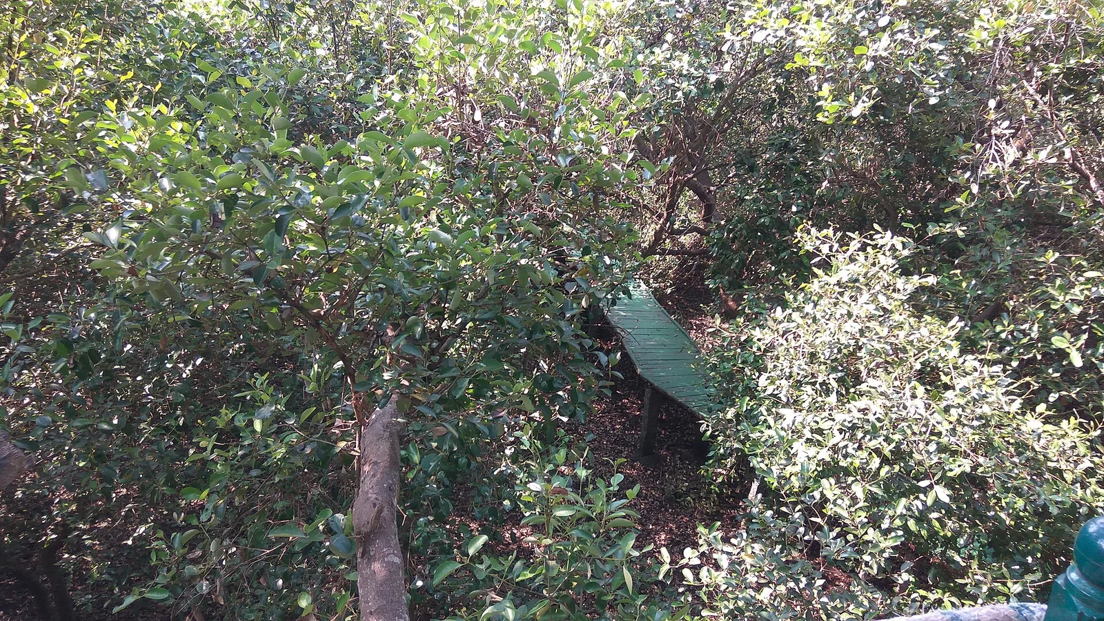 A catastrophic cyclone and storm surge devastated the port of Coringa on the Coromandel Coast: 2018 photograph of mangrove forest in the Coringa coastal area, associated with the historic 1839 Coringa cyclone; not a depiction of the 1839 storm or its aftermath.